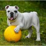 Guide To The Easy-Going Dog Breed