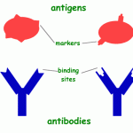 Difference between antigen and antibody