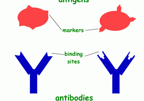 Difference between antigen and antibody
