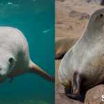 Different Between Seal and Sea Lion