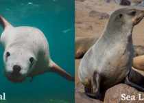 Difference between seal and sea lion