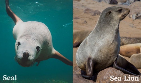 Difference between seal and sea lion