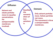 Difference between osmosis and diffusion