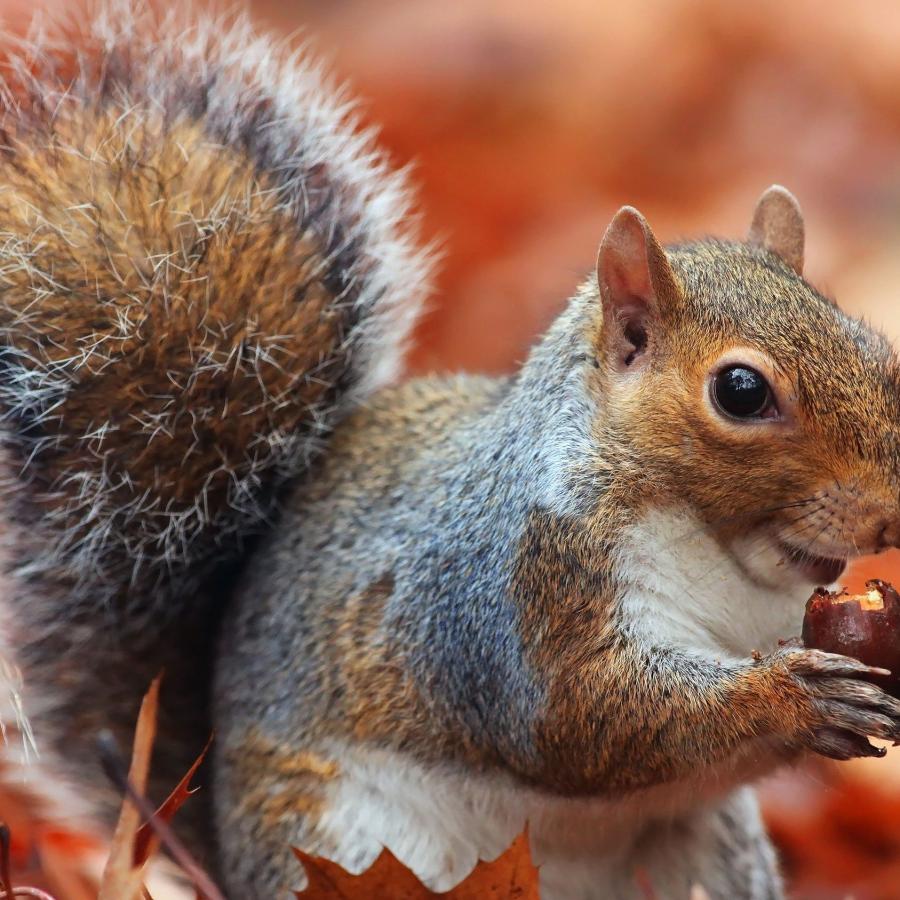 What Do Squirrels Eat?