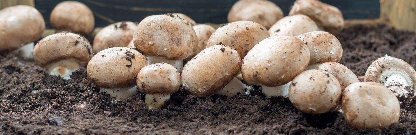 How to grow mushrooms