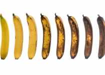 How to ripen Bananas?
