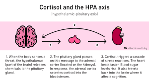 How to reduce Cortisol
