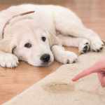 How to potty train a Puppy