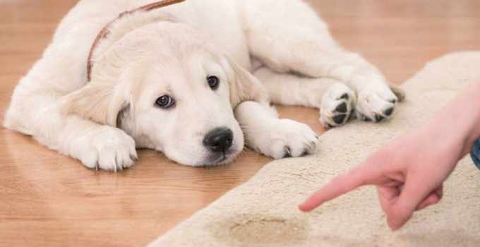 How to potty train a Puppy