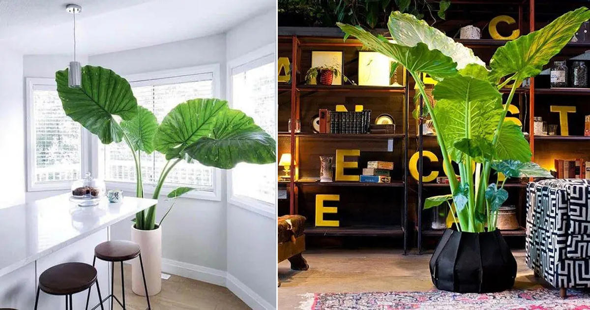 A Complete Overview Of Indoor Elephant Ear Plant