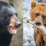 Black Bear vs Brown Bear: Who Would Win in a Fight?
