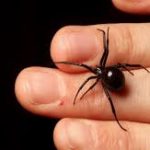 Where to See worlds biggest spider?