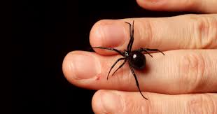 worlds biggest spider