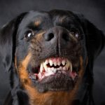 Which Dogs Bite the Most |Top 10 Dog Breeds Bite the Most