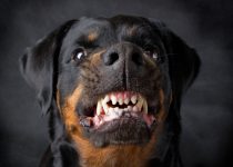Which Dogs Bite the Most |Top 10 Dog Breeds Bite the Most.