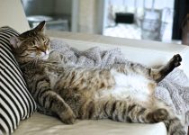 What Causes Sensitive Stomachs in Cats?