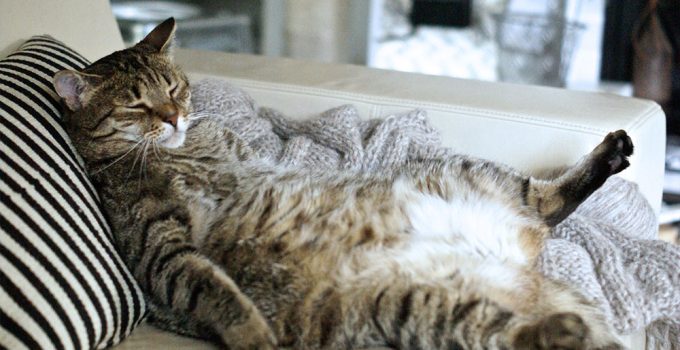 What Causes Sensitive Stomachs in Cats?