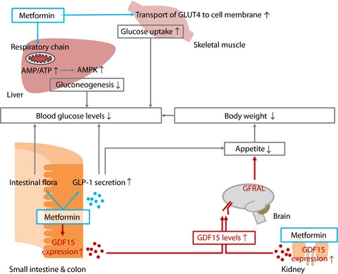 Increased Energy Levels in diabetic patients