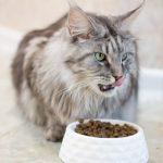 What Do Maine Coon Cats Eat in Daily Life