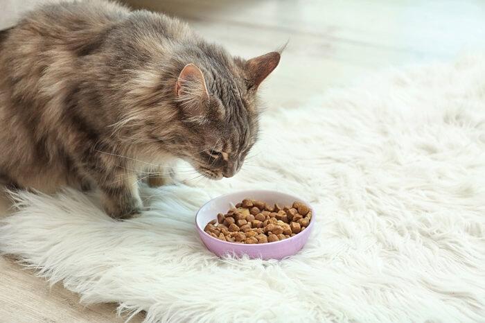 what do maine coon cats eat