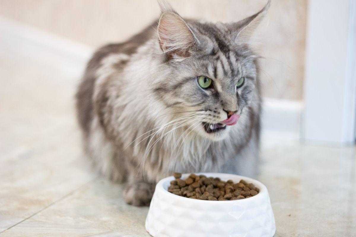 What Do Maine Coon Cats Eat in Daily Life