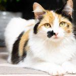 How Long Do Calico Cats Live: Understanding the Lifetime & More