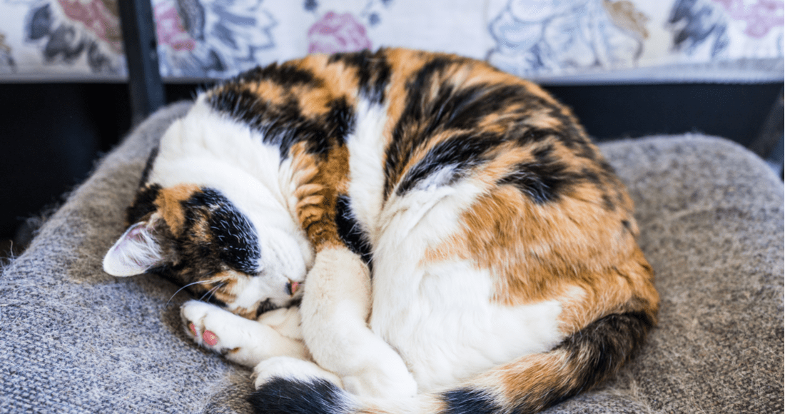 how long do calico cats live