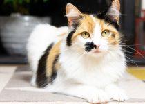 how long do calico cats live