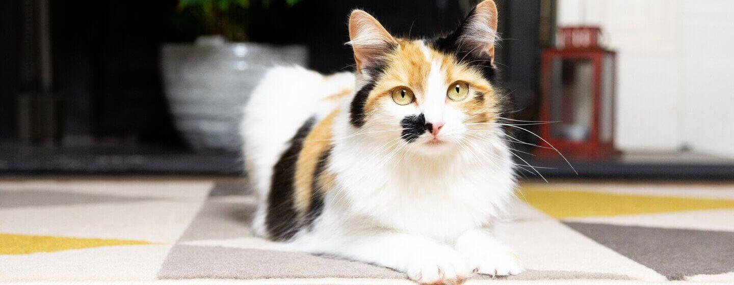 how long do calico cats live