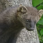 What Do Fisher Cats Eat for Daily Purpose