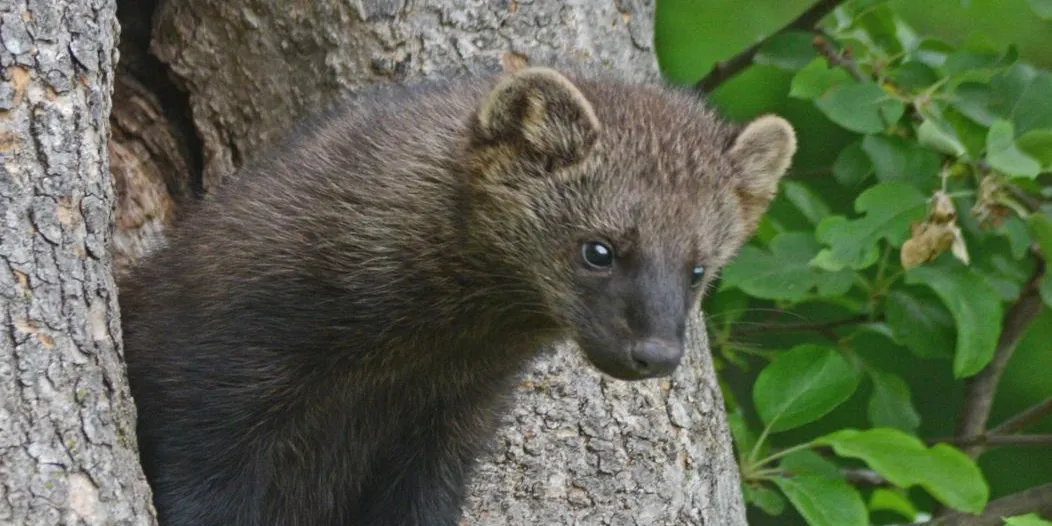 What Do Fisher Cats Eat for Daily Purpose