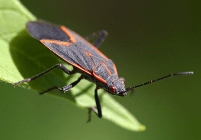How To Get Rid Of Boxelder Bug